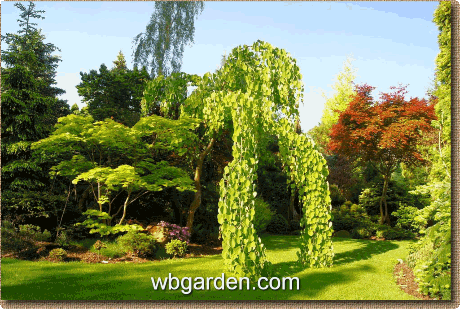 wbgarden May 2011